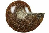 Polished Ammonite (Cleoniceras) Fossil - Madagascar #205096-1